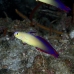 dartfish_decorated_woe_sim_v_0052_tha3798.jpg